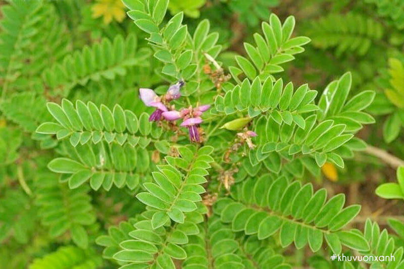 Cây Bạch chỉ Nam có tên khoa học là Millettia pulchra