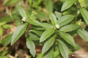 Cây Cỏ mực (Nhọ nồi, Kim lăng thảo)