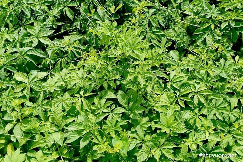 Cây Giảo cổ lam được xem là cây thảo dược quý