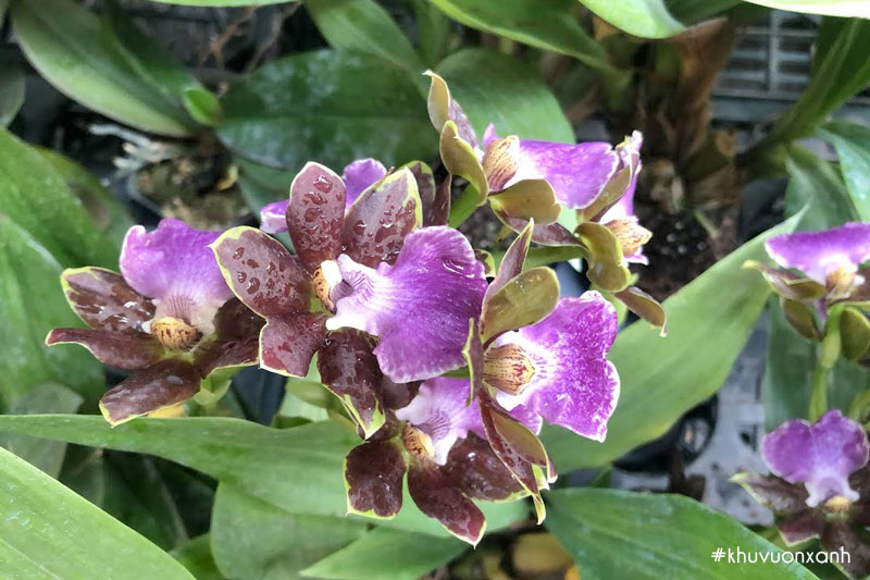 Lan Vũ nữ cá mập có màu tím pha nâu độc đáo