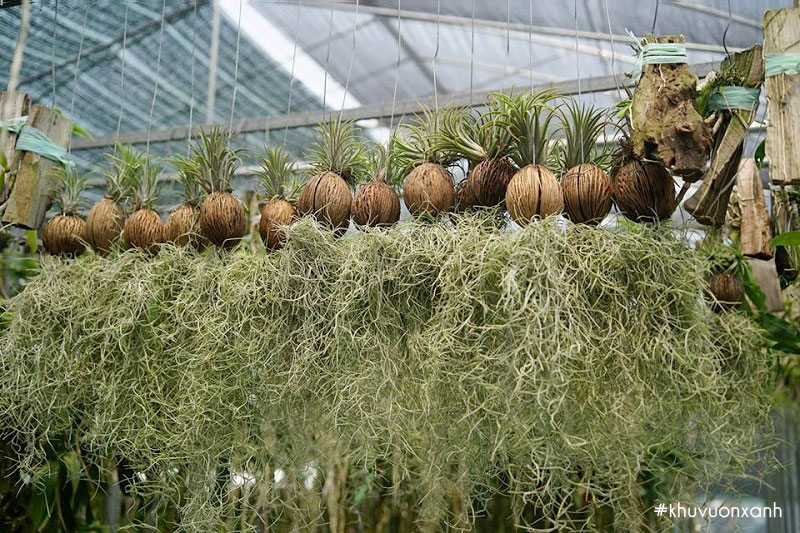 Không khí tóc tiên với khả năng thanh lọc không khí cực đỉnh