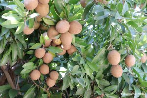 Cây Hồng xiêm - Đặc điểm, Phân loại và Cách trồng cây sai trĩu quả