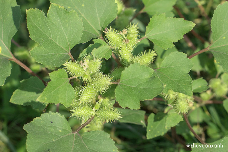 Cây Ké đầu ngựa có tên khoa học là Xanthium strumarium