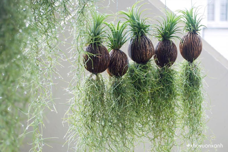 Cây không khí Tóc tiên có tên khoa học là Tillandsia usneoides