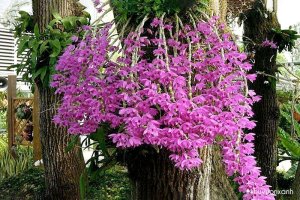 Khám phá các loại lan Trầm tím, trắng, đỏ, vàng và đột biến