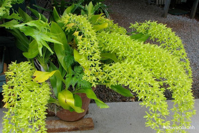 Hoa lan Vũ nữ hoàng hậu mang vẻ đẹp lộng lẫy, kiêu sa