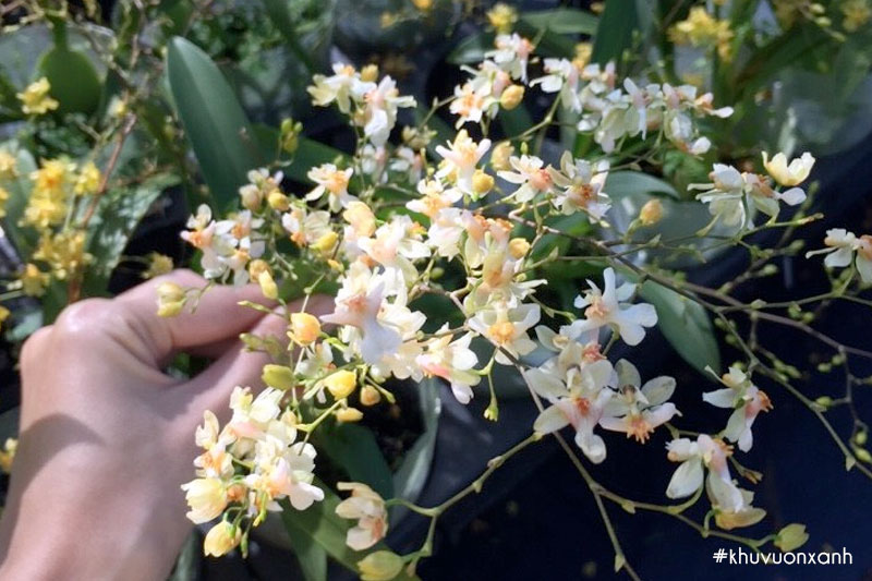 Cây lan Vũ nữ Hồng lâu mộng siêng hoa