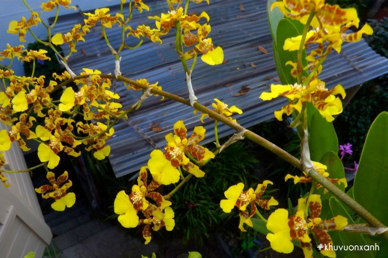 Hoa lan Vũ nữ mật ngọt