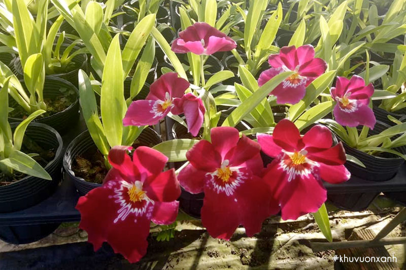 Lan Vũ nữ mặt trời