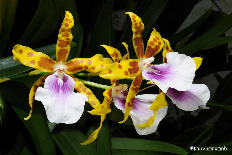 Lan Vũ nữ Miltonia mang vẻ đẹp cổ điển