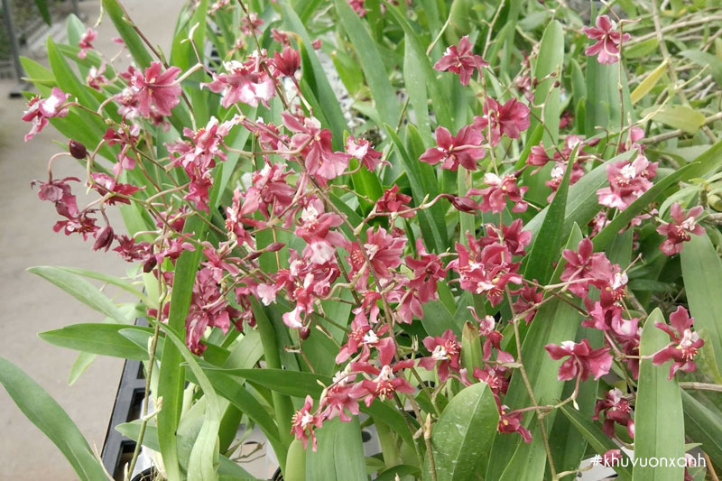 Lan Vũ nữ Socola với hương thơm ngọt ngào đặc trưng