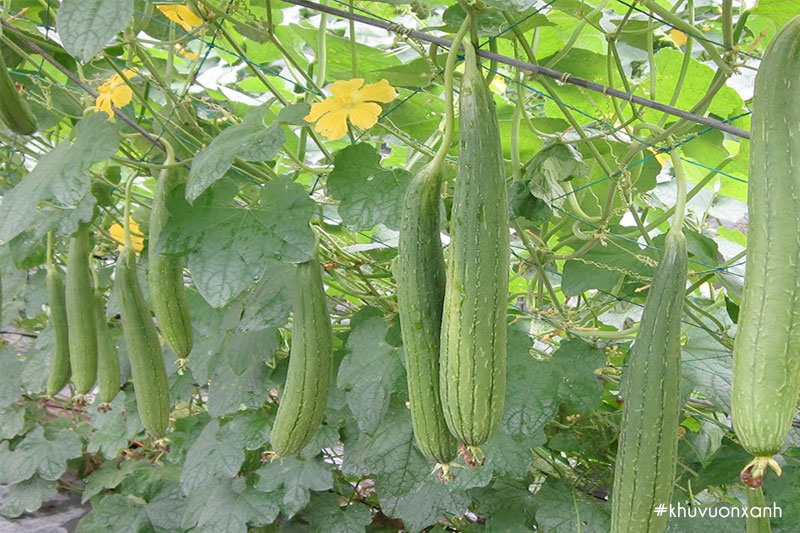 Cây Mướp hương có tên khoa học là Luffa cylindrica