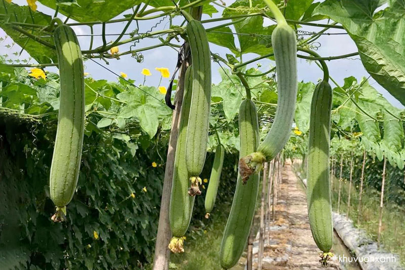 Cây Mướp hương ta truyền thống