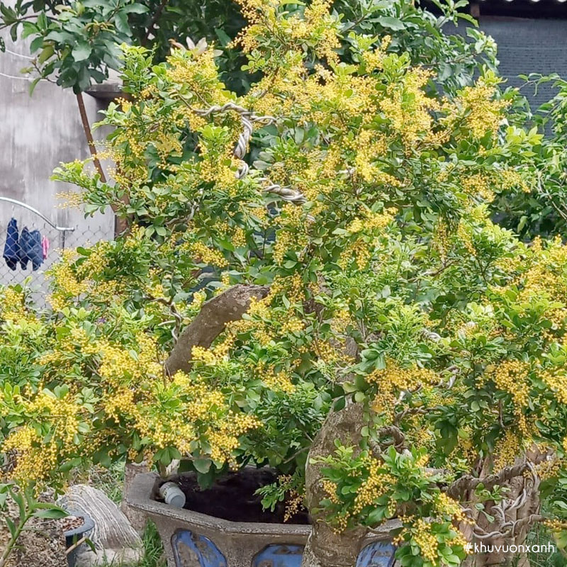 Cây Ngâu ta hoa vàng trồng chậu Bonsai trước nhà