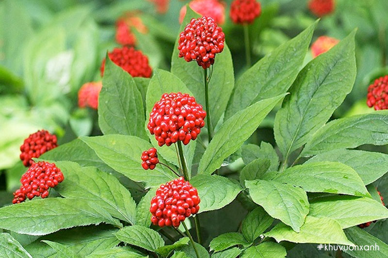 Cây Tam thất Bắc