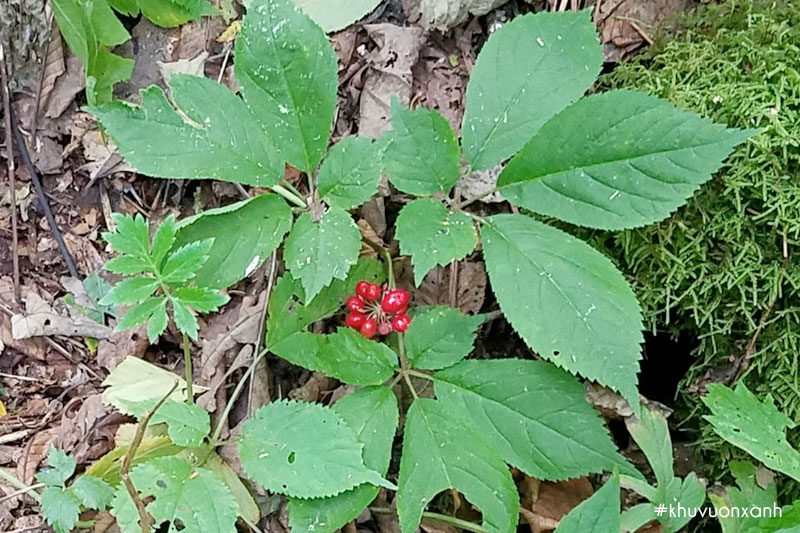 Cây Tam thất có tên khoa học là Panax Pseudoginseng