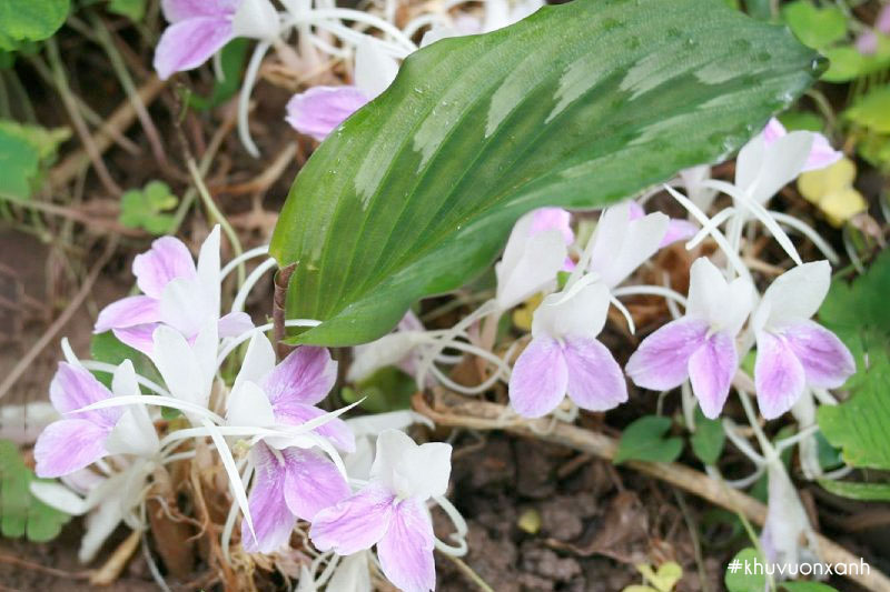 Cây Tam thất Nam có tên khoa học là Stahlianthus thorelii Gagnep
