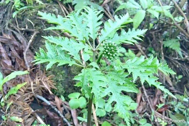 Cây Tam thất rừng mọc hoang