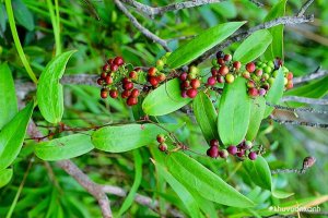 Cây Thổ Phục Linh (Khúc khắc)  - Đặc điểm, Phân loại, Tác dụng và Cách trồng