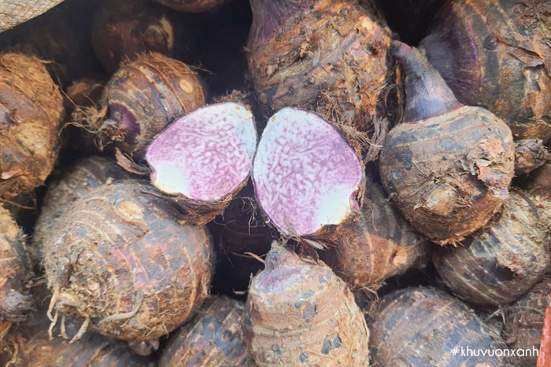 Củ Khoai môn tím
