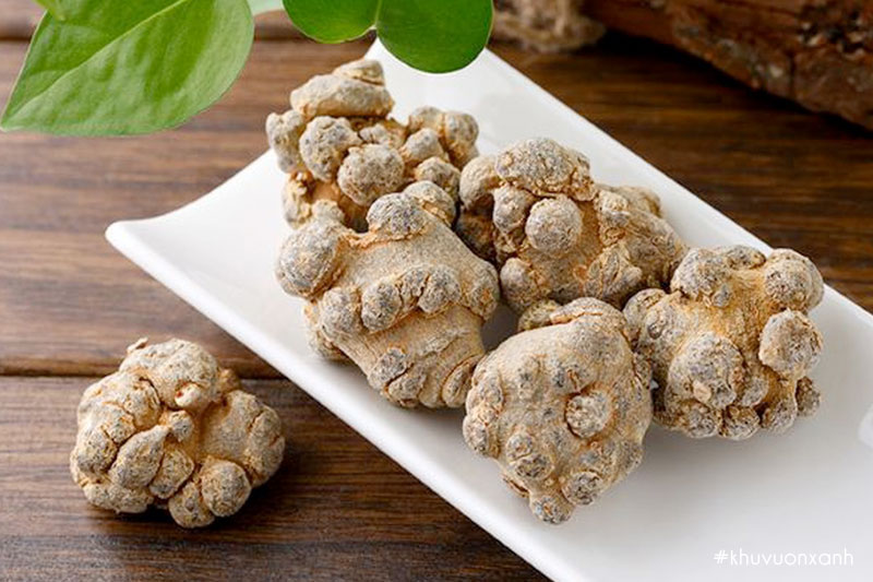 Củ tam thất trong Đông Y