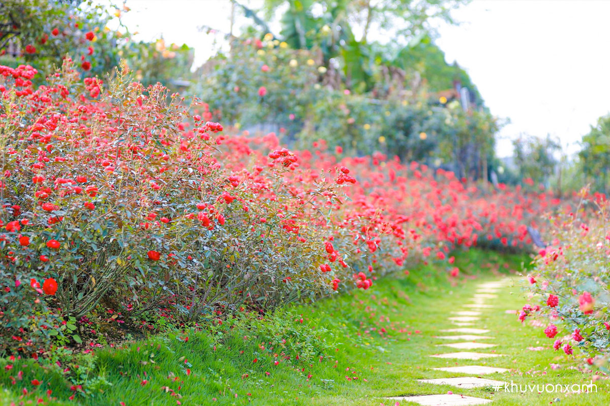 Hàng hoa hồng đỏ được trồng tách biệt, ở giữa là thảm cỏ lối đi rất thơ mộng
