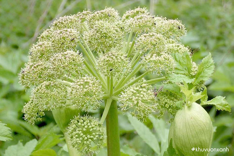 Hình ảnh hoa của cây Bạch chỉ