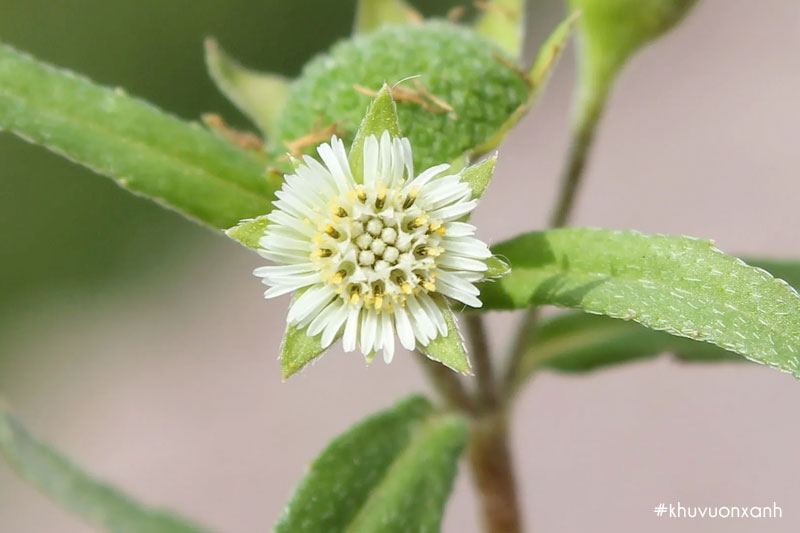 Hoa của cây Cỏ mực - Nhọ nồi