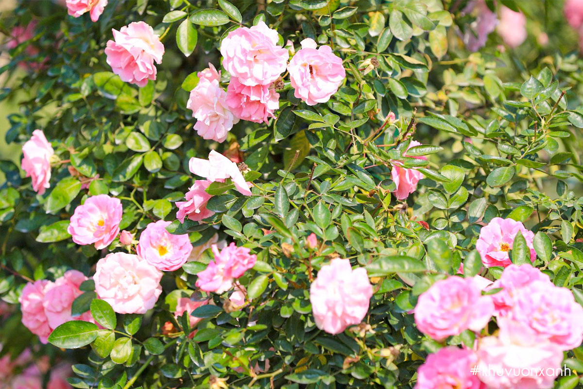 Những bông hồng thơm ngát hương đón ánh sáng