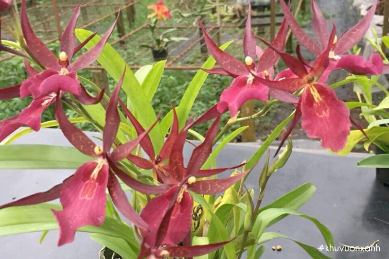 Hoa lan Vũ nữ nhện đỏ