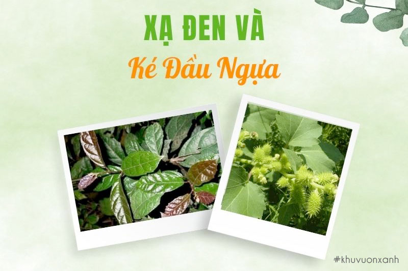 Ké đầu ngựa là cây gì? Đặc điểm, Tác dụng và Cách sử dụng cây Ké đầu ngựa