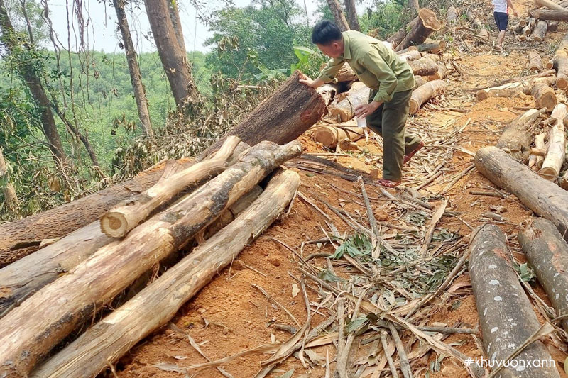 Khai thác rừng phòng hộ trái phép đang là vấn nạn nhức nhối thời gian qua