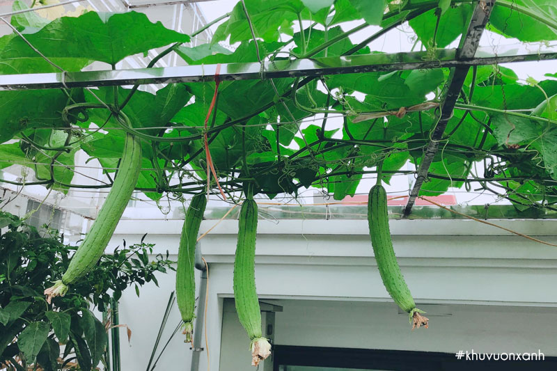 Làm giàn leo cho cây Mướp hương