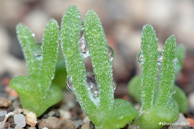 Sen đá Tai thỏ sau 40 ngày trồng