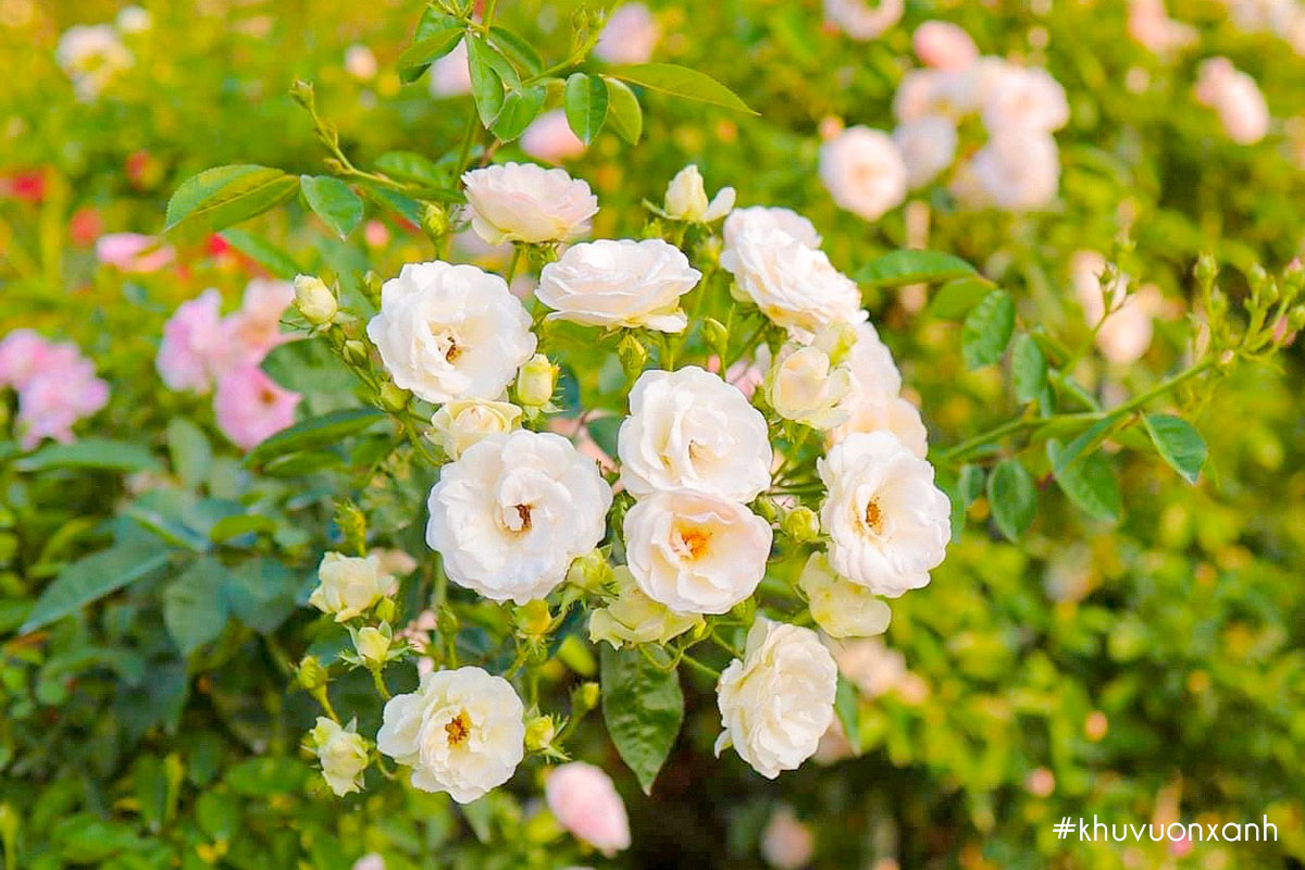 Những bông hoa hồng trắng tinh khôi