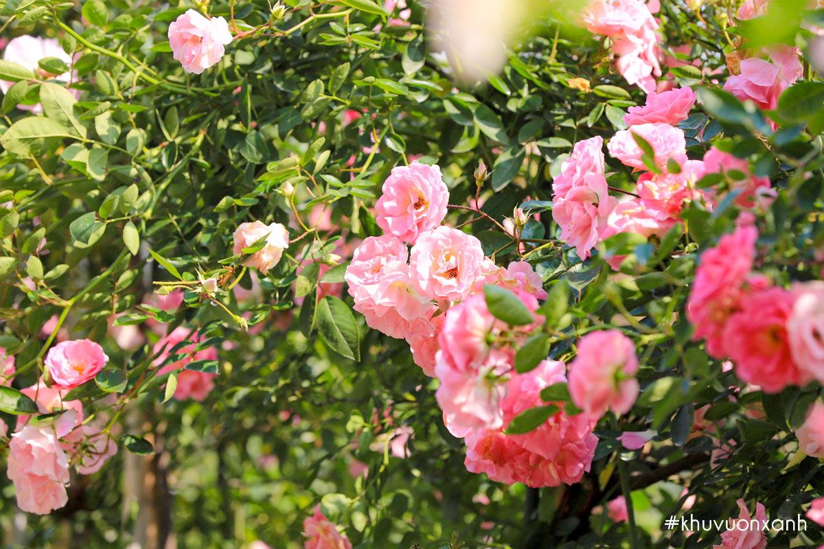 Những bông hồng đua sắc trong nắng sớm