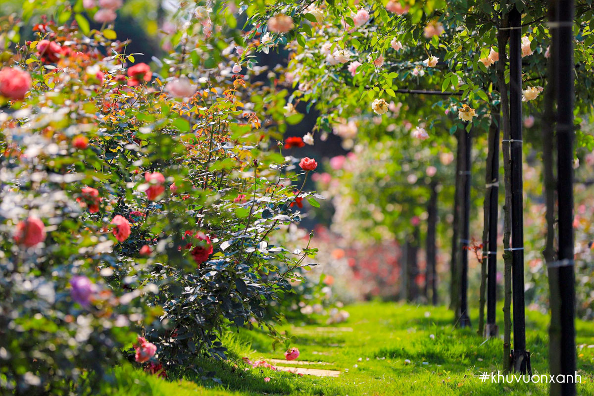 Bụi hồng trồng đan xen với những cây hồng dáng tree Rose