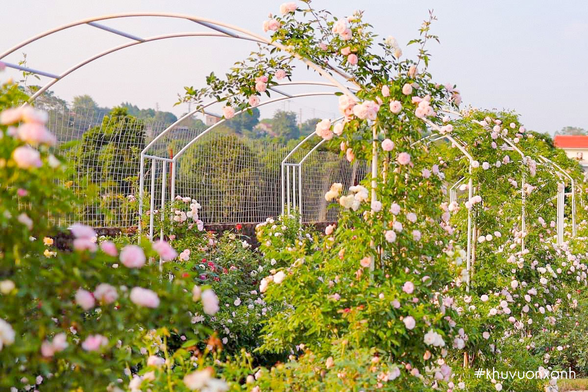 Những cây hồng leo tỏa nắng rực rỡ