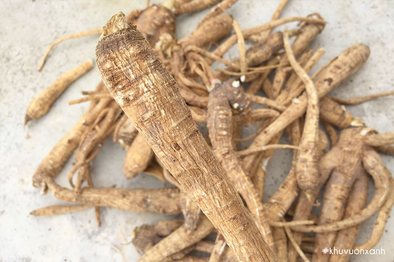 Rễ cây Bạch chỉ