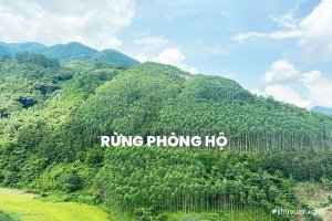Rừng Phòng hộ - Khái niệm, Phân loại, Vai trò và Biện pháp Bảo vệ hiệu quả