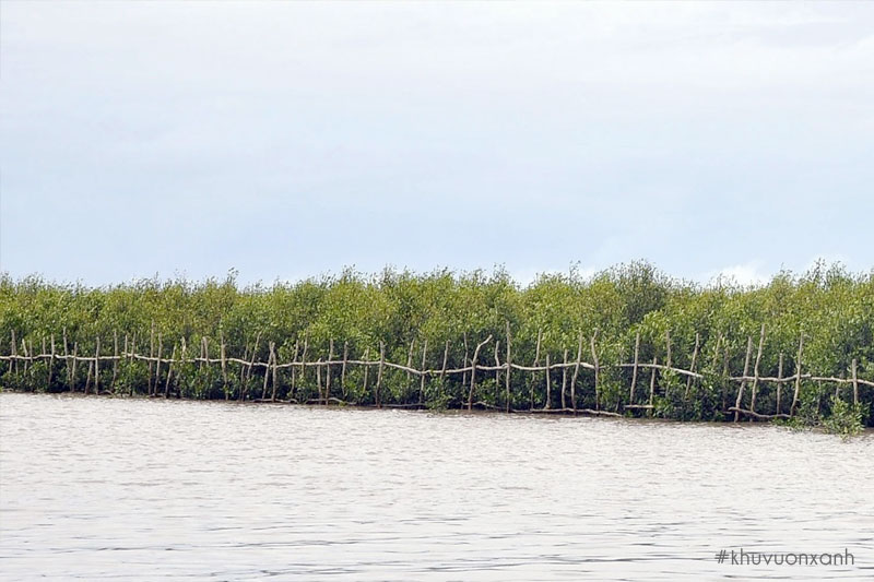 Rừng phòng hộ ven biển Cần Giờ