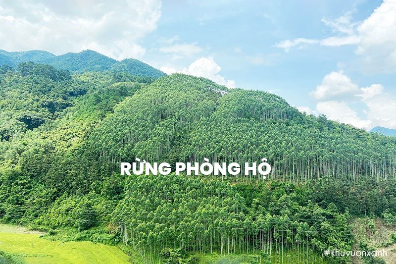 Rừng phòng hộ đóng vai trò quan trọng bậc nhất