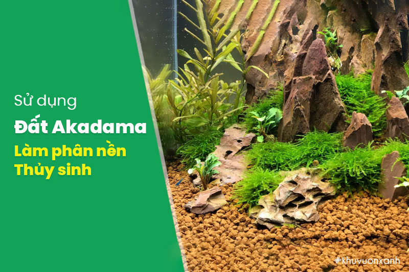 Sử dụng đất Akadama làm phân nền thủy sinh