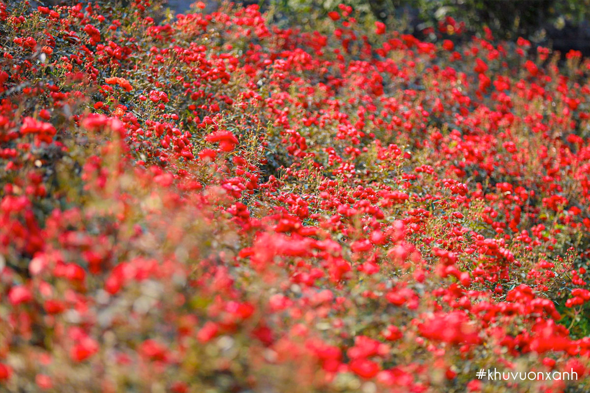 Mỗi loài hoa được trồng tách biệt phân khu, tạo điểm nhấn