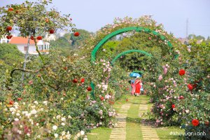 Dạo quanh Vườn Hoa hồng đẹp như mơ tại Hòa Thạch, Quốc Oai, Hà Nội