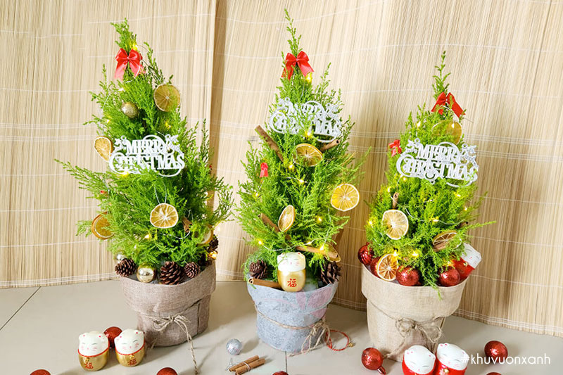 Kết hợp trang trí cây Tùng thơm Noel đón giáng sinh