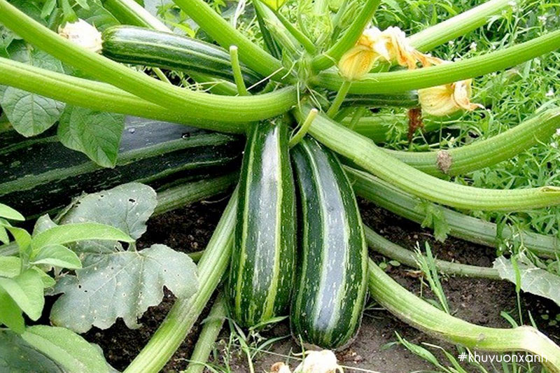 Cây bí Ngòi có tên khoa học là Cucurbita pepo