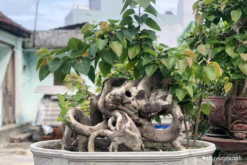 Cây Bồ đề bonsai mini trồng chậu