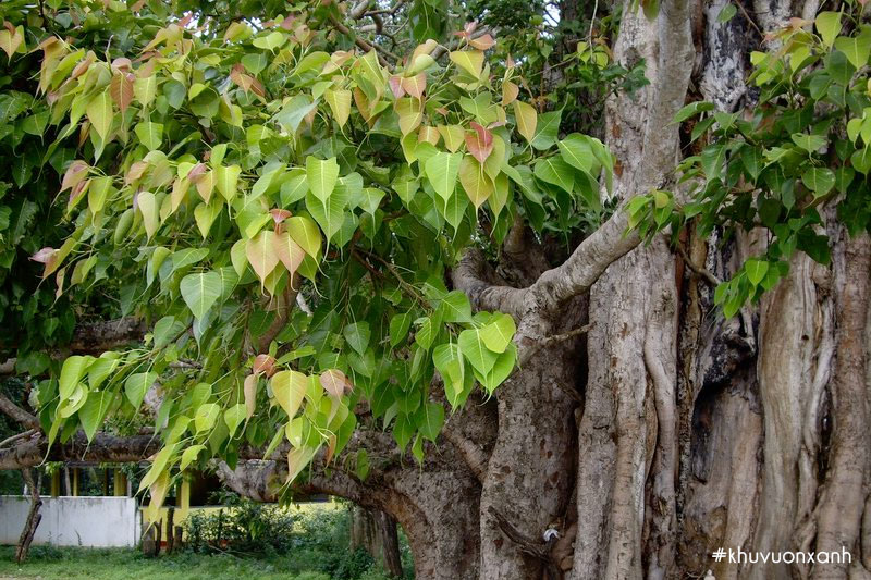 Cây Bồ đề có tên khoa học là Ficus religiosa