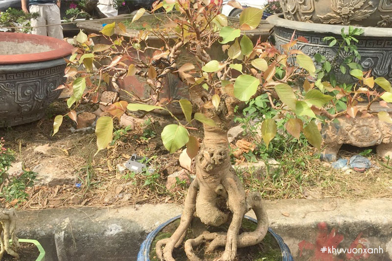 Cây Bồ đề lá đỏ được gọi là Bồ đề búp đỏ hay Bồ đề đọt đỏ